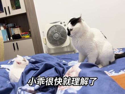 你随口的一句话,猫可能会记很久…… #猫咪成长记 #猫咪救助 #喵星球 #猫咪vlog