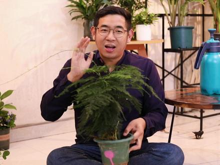 文竹怎么养? 园艺师教你,文竹的详细养护技巧#养花