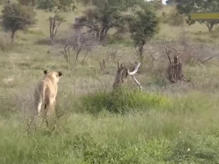 激战!凶猛的疣猪在倒霉的狩猎中发出危险的一击击倒了狮子! #鬣狗 #雄狮 #野牛 #羚羊 #角马 #野狗