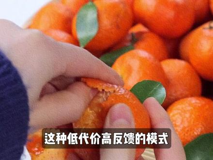 为什么砂糖桔一到过年就爆火? #美食 #砂糖橘 #年货 #青年创作者计划 #抖音年味争霸赛