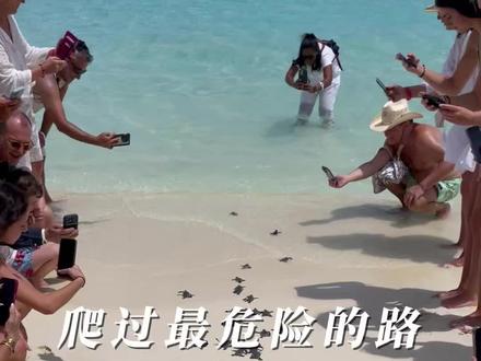 没有捷径,也不可代替。#海龟 #科普 #海洋生物