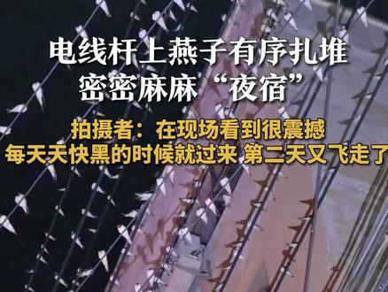 电线杆上燕子有序扎堆密密麻麻“夜宿” 拍摄者:在现场看到很震撼 每天天快黑的时候就过来 第二天又飞走了#奇观异象 #神奇动物