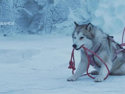 狗狗冰面救人却惨遭遗弃,在零下50℃生存180天! #宠物电影 #狗狗感人电影推荐 #电影解说 #催泪电影 #看哭了
这部电影最震撼我的不是南极的极寒风暴,而是雪橇犬们在绝境中展现出的高贵品格。当人类因暴风雪仓皇撤离时,八只雪橇犬被铁链锁在冰天雪地中。但它们没有放弃,玛雅带领团队协作捕猎,老杰克平静接受命运,麦克斯从懦弱变得勇敢......这些画面让人类的自私与算计显得格外刺眼。
主人保罗的救赎之路同样令人动容。在所有人都劝他放弃时,他选择回到南极。这不仅是对承诺的坚守,更是一场人性的自我救赎。电影最精妙的是,它没有刻意煽情,而是用狗狗们最本真的生存状态,映照出人类世界的复杂与虚伪。
看完不禁思考:在这个充满算计的世界里,我们是否还能像这些雪橇犬一样,保持最纯粹的忠诚与信任?