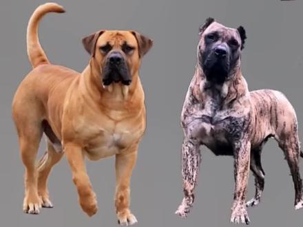 十八种猛犬咆哮,听声音辩段位。#猛犬#猛犬咆哮 #猛犬保镖 #护卫犬 #上热门 @DOU+上热门 @抖音小助手