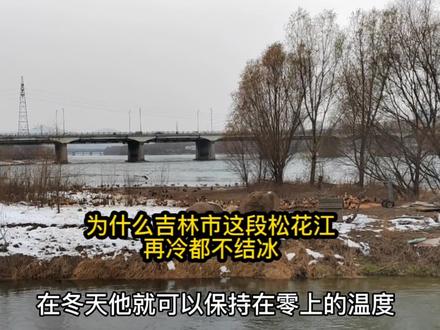 为什么松花江吉林市区这段再冷都不结冰,为什么候鸟选择在这冬? #松花江 #候鸟