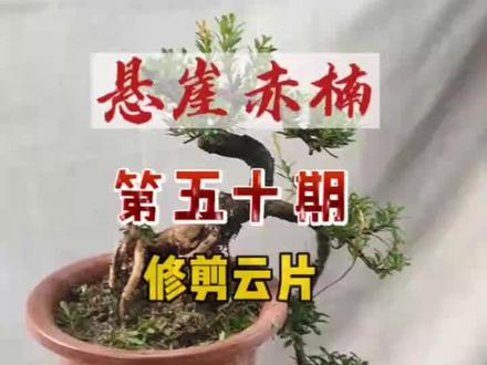 一颗怪桩造型的小叶赤楠带给大家,这颗在地里培养多年,然后又继续在盆中放养,现在树身的云片枝养的还不错,现在已经算是成品的盆景#盆景艺术