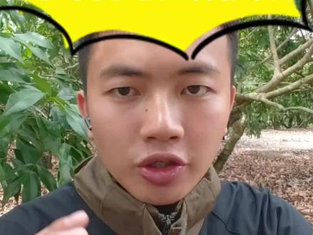 #国光贝稼方案#荔枝保果#对氯苯氧乙酸钠
国光贝稼作用原理分析