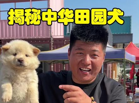 瞧220白土松,小巧玲珑! 呆萌呆萌小熊#土松
