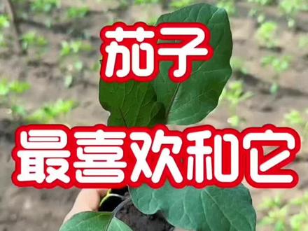 茄子,最喜欢和它挨着种#三农 #种植小技巧 #移栽片