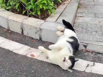 猫咪为什么一见你,就躺下打滚?#猫咪 #萌宠出道计划