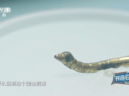 【#相传缫丝技术是嫘祖在煮东西吃时意外发现 】丝绸之路在唐代的兴盛,与我国缫丝和养蚕业的发展壮大有着密切的关系。在古代传说中,嫘祖发明了养蚕和缫丝,而她最初的发现,竟和一次病中的经历有关。适逢一带一路倡议十周年 ,让我们从鎏金铜蚕的故事,重温丝绸之路的起点↓↓↓ #这里有个博物馆