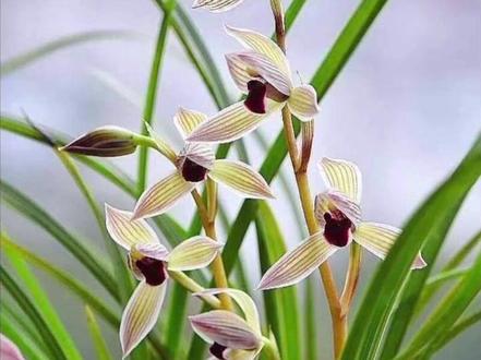 #传播兰花知识 如何区分兰花的种类第二期:1、莲瓣兰。2、寒兰。3、春剑。4、墨兰。作品出自成成先生C945737965#爱兰花爱生活