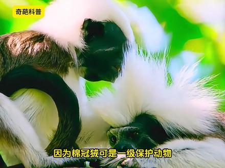 往后看有乐子,遇它们妈妈再也不用担心,这漂亮的烈焰蓝唇 #生物科普#猎奇#动物世界