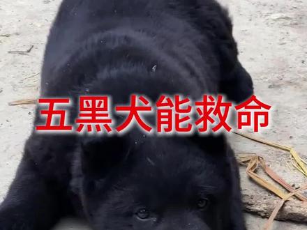 五黑犬关键时刻能救命#中华田园犬#五黑
