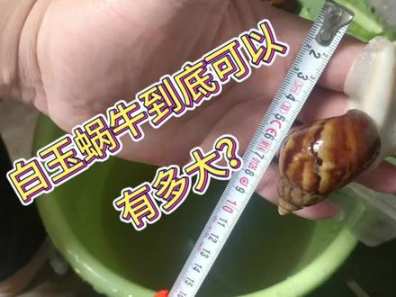 白玉蜗牛到底可以长到多大呢? #白玉蜗牛 #新农人计划2023 #农村生活 #蜗牛养殖 #蜗牛宝宝
