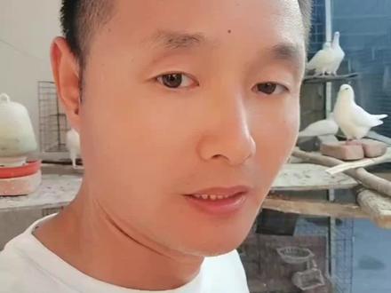 产妇能吃鸽子吗?
#养鸽人 #大陈养鸽子