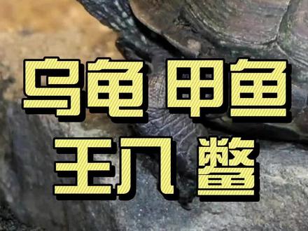 乌龟、甲鱼、王八和鳖都是些什么动物呢?