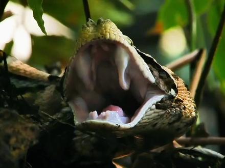 "加蓬咝蝰:丛林中的伪装大师与沉默杀手"