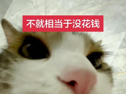 朋友~你学会了吗?#省钱小技巧 #抽象 #怼脸咪 #可爱小猫 #宠物出道计划