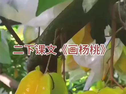 二下课文《画杨桃》#课文动画 #二年级语文下册 #画杨桃