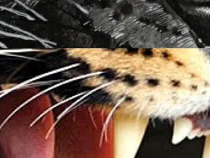 花豹教程
听最真实的“瞎扯”😂#素描教程 #零基础学画画 #手绘 #手绘教程 #画画 #抖出我的艺术 #超写实 #绘画过程 #绘画教程 #美术生 #一起学画画 #素描 #艺术 #美术