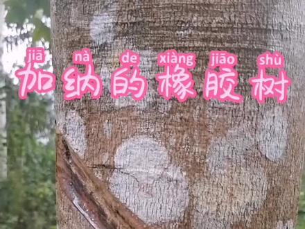 #橡胶 米其林轮胎的原材料产地之一。