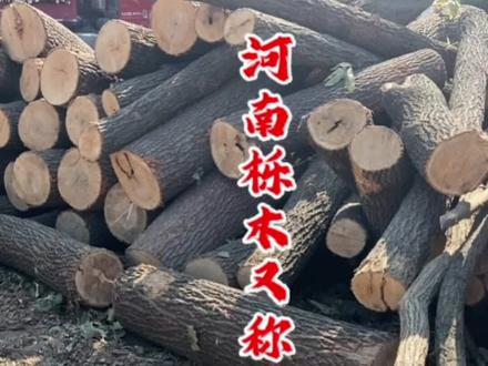 栎木在河南叫麻栎树,偏南方称青冈木,还有叫啥的?作为燃木,坚硬耐烧,少油少烟,反正在哪都是玩壁炉柴火炉的是常备木材#壁炉 #源头实力厂家 #木材加工 #柴火炉 #取暖神器