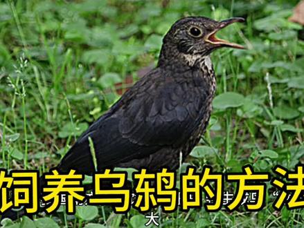 饲养乌鸫的方法 #养鸟经验分享 #爱鸟护鸟 #养鸟 #孵蛋 #雏鸟