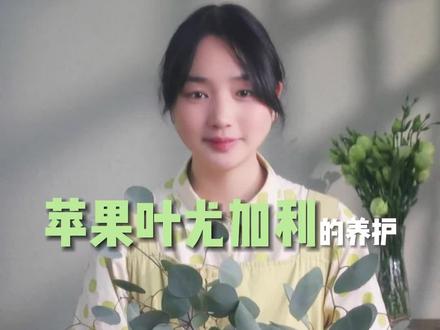 苹果尤加利叶的养护方法详解#养护小知识 #尤加利叶#花店 #鲜花