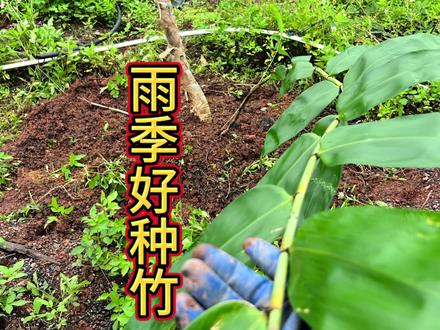 雨季种竹正当时 雨季种竹,雨水充沛,省去了很多浇水的繁琐时间#巨竹苗 #巨龙竹#巨龙竹种子