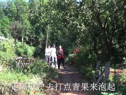 幺妈和幺叔:到蜂大师家摘青果 ,摘些回来用蜂蜜和冰糖泡起