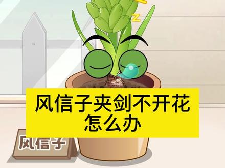 风信子夹剑不开花怎么办?#风信子 #风信子开花 #风信子养护