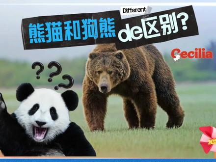 熊猫和狗熊的区别是什么呢?#熊猫 #狗熊 #大熊猫 #大熊猫和花 #大熊猫福宝
