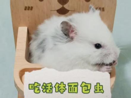 金丝熊吃播上线,吃活体面包虫,害怕虫子的就别看了#养鼠日常分享 #可爱到爆炸💥 #萌宠出道计划 #贪吃的小家伙 #小动物们能有多治愈