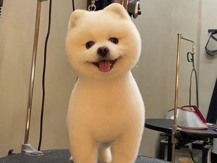 博美纯手剪俊介造型#萌宠 #萌宠出道计划 #创作灵感