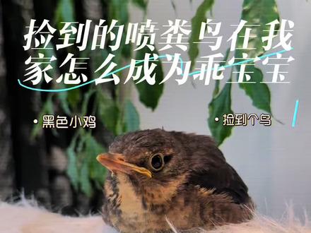 乌鸫鸟养不熟,会喷粪,会记仇? #鸟 #软糯小鸟 #养鸟人精神状态 #乌鸫 #乌鸫鸟的十天变化
