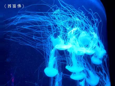 搓手手੭ ᐕ)੭*⁾⁾开始追妻火葬场啦#广播剧 #四面佛 #袁铭喆 #赵成晨