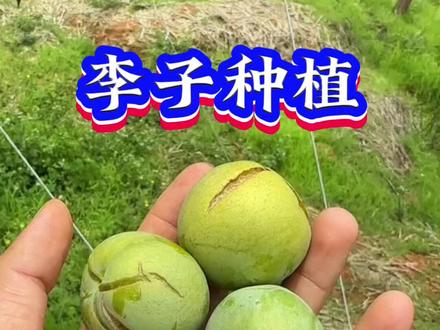 一个土方法,预防李子裂果#李子种植 #李子裂果 #李子树管理 #李子
