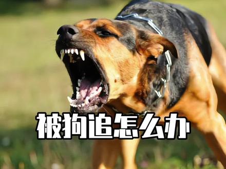 如果你被狗追,怎样才能自救?#科普#奇妙知识在抖音 #上热门抖音小助手 @DOU+小助手