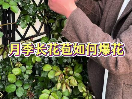月季长花苞如何促花 当月季长出小花苞,想要它长出更多更壮的花苞,花期开的更多,一定要多做这一步促花#月季养护 #月季 #花卉绿植 #养花小知识#月季促花