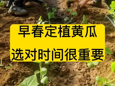春茬黄瓜如何定植#传播农业小知识 #三农 #水果黄瓜 #蔬菜大棚 #增产增收