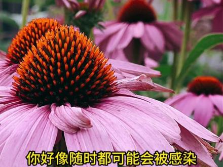 从SARS到尼帕:我们为什么总在重复同样的恐慌? #尼帕病毒 #营养笔记 #健康生活 #科普 #预防