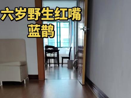 记录六岁野生红嘴蓝鹊的幸福生活#记录生活 #爱鸟护鸟 #保护动物