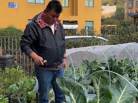 冬季家庭菜园做好保温工作,也有很多蔬菜适合种植哦#种植小技巧 #阳台种菜 #自己种的纯天然的绿色蔬菜 #种菜 #我的小菜园