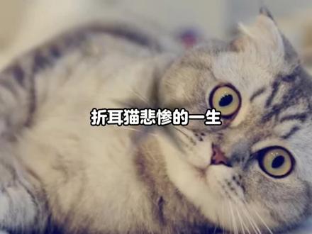 没有买卖就没有伤害,千万不要去养折耳猫了,折耳猫猫一生过程太痛苦了#科普知识 #折耳猫