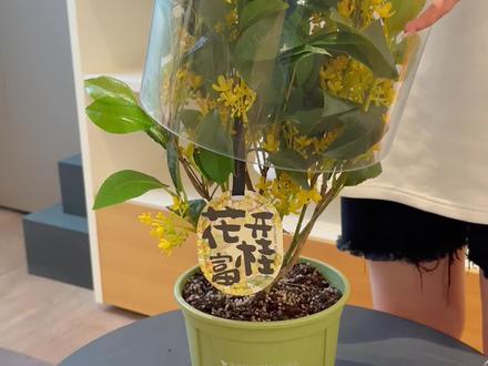 #正在直播 如果只能种一颗桂花,那就种四季桂吧,因为它一年四季都能开花,一开花,满屋都香了 #桂花 #四季桂 #桂花香味 #桂花树