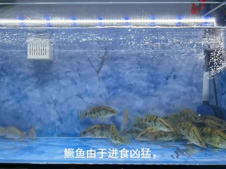 鳜鱼由于进食凶猛,观赏性强,互动性好,逐渐成为了新一代的鱼缸萌宠。但因其生活习性和饮食特性,导致鱼友在鳜鱼养殖过程中病害频发,花费“巨资”入缸的鳜鱼最终“躺板板”。今天借此机会,就鱼缸里鳜鱼养殖过程中存在的问题,与大家进行一讨论交流,一点小小的养殖心得,不当之处,还请各位鱼友批评指正。
俗话说养鱼先养水,养好了水,是养好鳜鱼关键的第一步。不要直接用自来水养鱼,起码你要控水,即晾晒3天左右再入缸使用。
鳜鱼为底栖类鱼,吃的多,拉得多,粪便容易积累,不建议鱼缸中放细小的砂石,裸缸效果最好。
鱼缸,需放入高锰酸钾先进行消毒,浸泡一天以上之后刷缸,擦拭干净,晾好。然后,加入控好的自来水或者直接加入自来水,开启过滤进行循环养水。
过滤设备里,过滤棉、滤材等都要备齐,这是形成硝化细菌的关键位置。各地水质不同,水质PH值保持在7.0-8.5之间,水质偏酸用珊瑚骨滤材,碱性过高用火山石滤材。滤材使用久了之后,出现粉化情况时,及时更换新的滤材。
鱼缸水体一定不能跌酸,跌酸后可加入小苏打,提升碱性程度,维持水体硬度。养殖过程中大量换水的时候的时候也可以用小苏打,预防换水量过大造成鱼虾应激。(大量换水还可以泼洒维生素C来增强鱼虾的抗应激能力)。
硝化细菌溶液可加可不加,凭个人喜好,个人建议加入较好。放入闯缸鱼,有粪便产生后,硝化细菌可形成,水质清澈透亮, PH指保持在7.0-8.5之间,符合标准后,方可购置心仪的鳜鱼种类。
