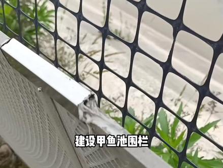很多甲鱼养殖户不知道怎么安装甲鱼池围栏,怎么安装卡扣,相信这是最好的答案,没有之一#甲鱼#水产养殖 #甲鱼养殖 #甲鱼
