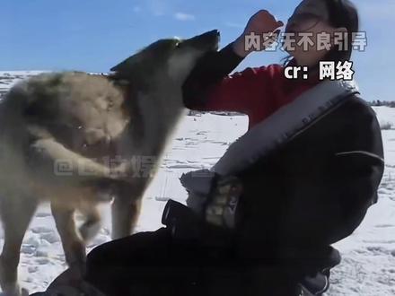 没想到《重返狼群》背后还有这样一件事(无不良引导 真实事件分享)#重返狼群 #稿费 #李微漪 #格林