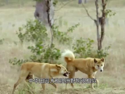 中华田园犬和澳洲野狗很相似,它们之间有啥联系?是一奶同胞吗?